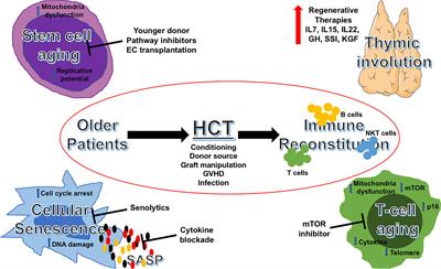 Immune Reconstitution in the Aging Host: Opportunities for Mechanism-Based Therapy in Allogeneic Hematopoietic Cell Transplantation